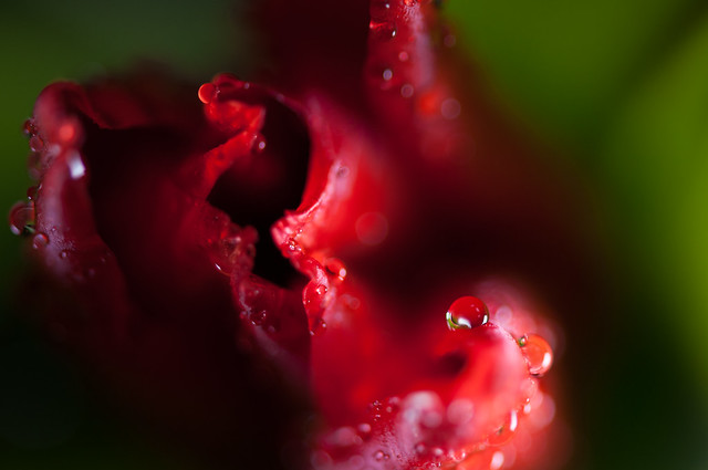 Tulip and water droplet