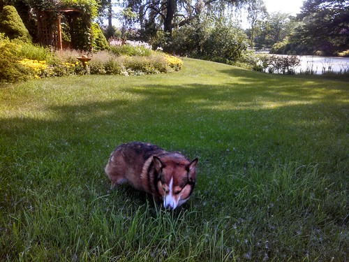 dog corgi garden pond lake yard lawn