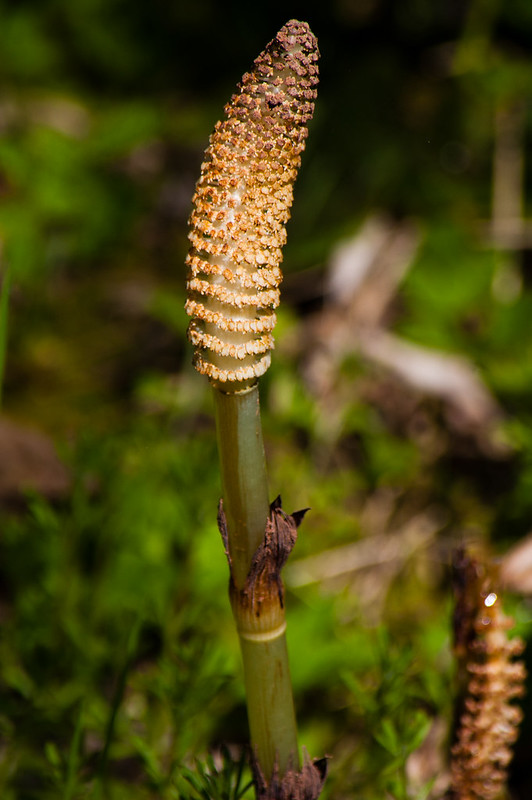Tall horsetail, about to open