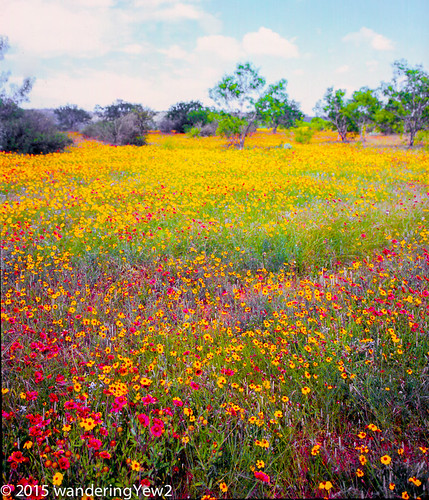 flower 120 film mediumformat texas hillcountry wildflower filmscan fujivelvia texaswildflowers texashillcountry fuji6x9 fujigw690