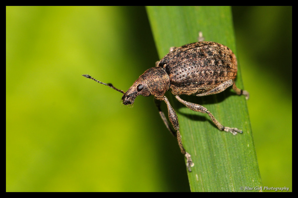 Weevil (Liophloeus tessulatus)