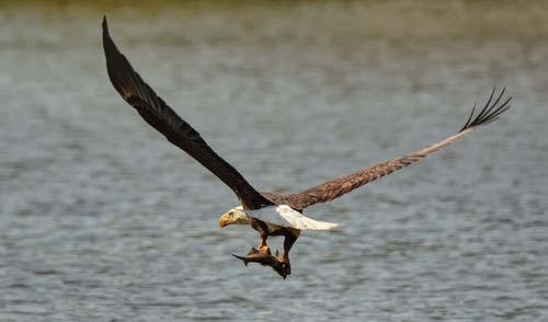 One That Almost Got Away...The Eagle, Not the Fish