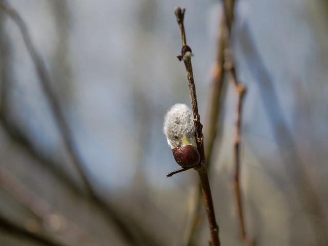 The lonely bud (#explore 10-4-2015)