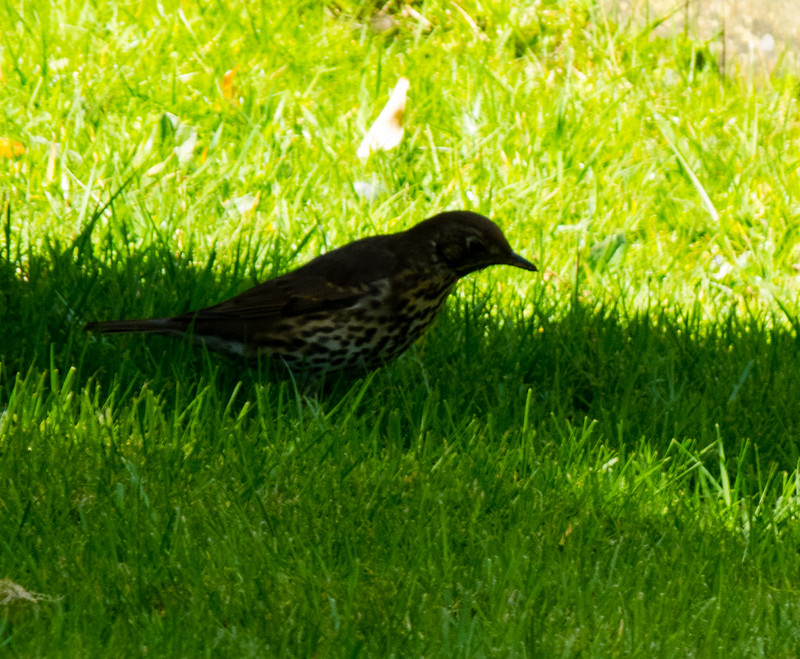Song thrush in short grass