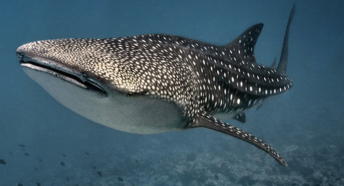 Umkomaas diving