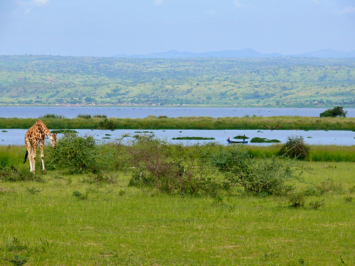 giraffe uganda lakealbert whitenile murchisonfalls
