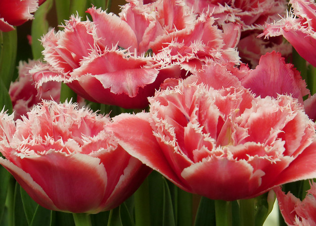 RHS Chelsea Flower Show - Tulip or Tulipa 'Brest' (01)