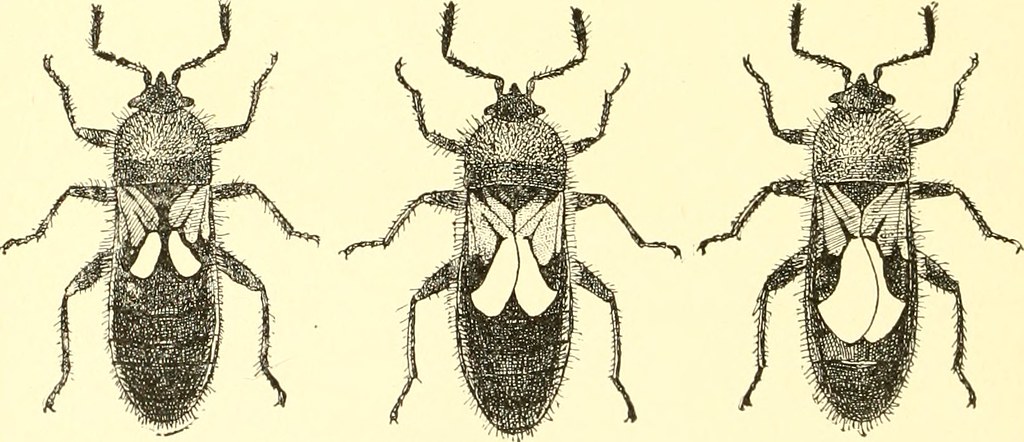 Anselmo Insect Image from page 147 of