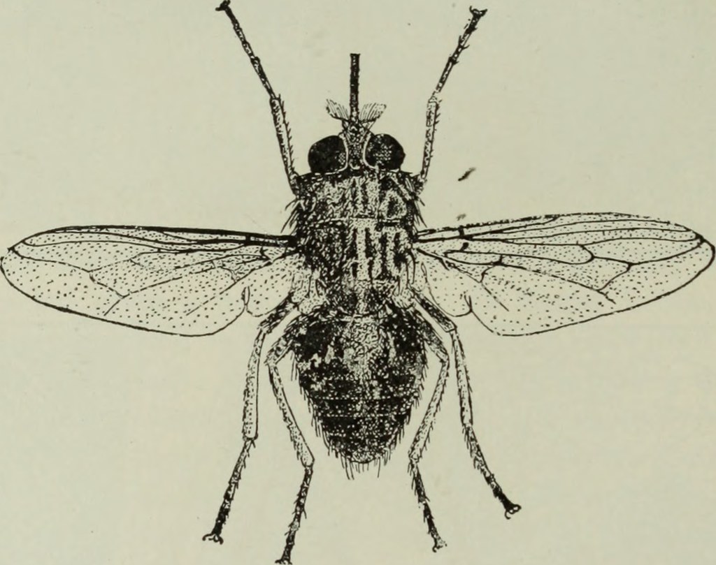 Fissures Insect Image from page 523 of