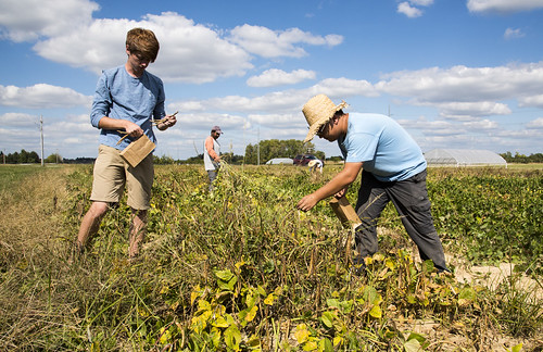 Southern Pea Breeding | by Ark. Agricultural Experiment Station