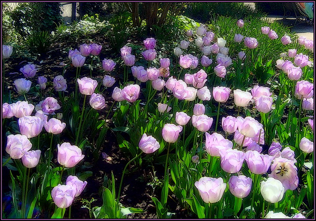 Pink Tulips bathed in sunlight