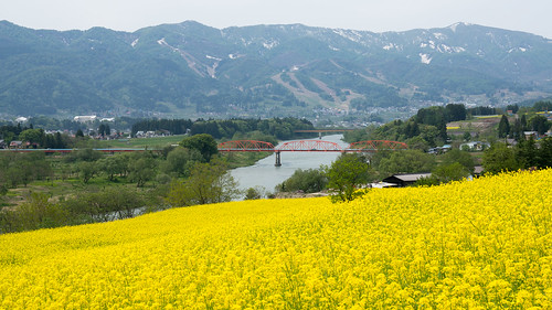 flower yellow japan river spring 日本 花 nagano shinshu 長野 rapeblossom 菜の花 iiyama 信州 chikuma 千曲川 飯山