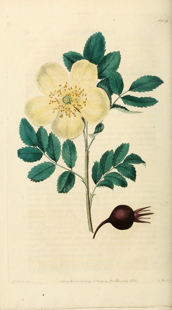 n109_w1150 | Rosarum monographia, or, A botanical history of… | Flickr