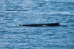 Ballena Jorobada | Humpback whale | Megaptera novaeangliae
