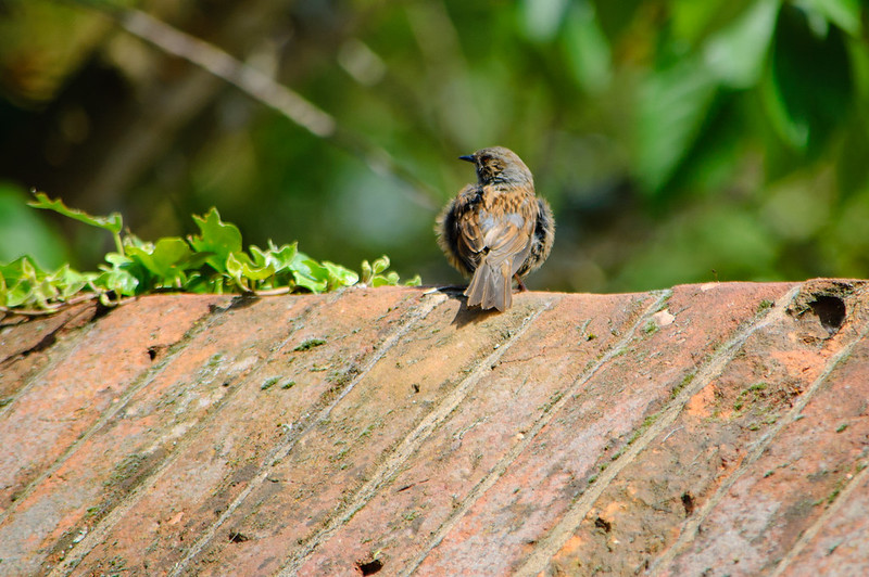 Dunnock on a wall