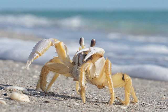 Google eye, google you...Atlantic Ghost Crab
