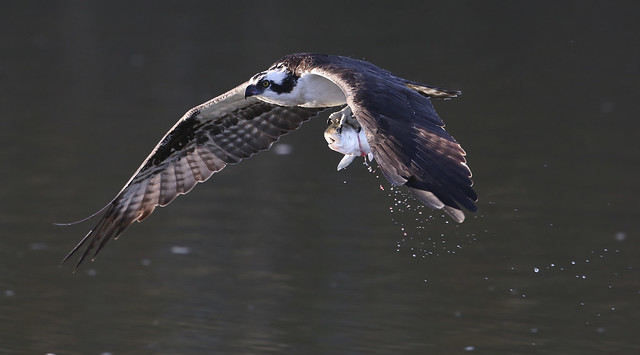 An Osprey with a River Shad