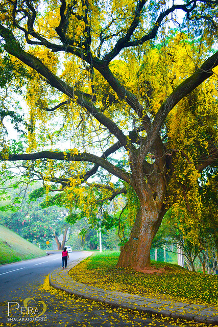 University of Peradeniya - Sri Lanka - a photo on Flickriver