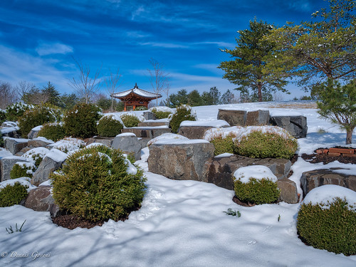 meadowlark virginia koreangarden landscape snow spring