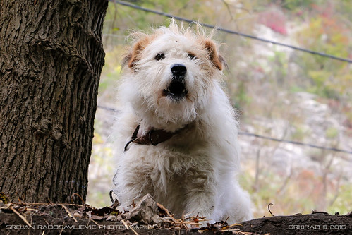 animal dog puppy white fluffy nature outdoor wood travel gornjakgorge serbia srbija tree