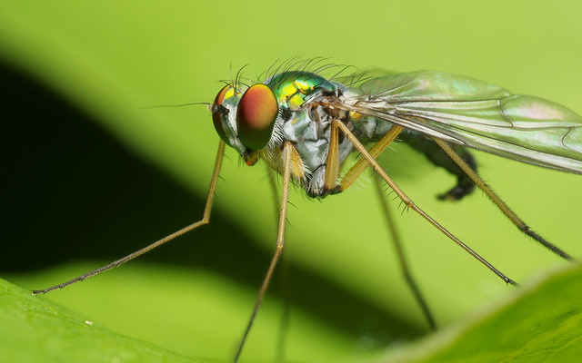 Long-Legged Green Fly Close-Up