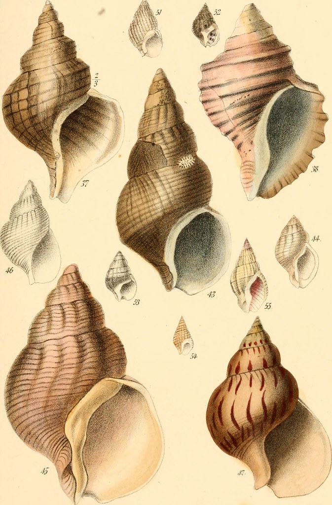 Image from page 228 of 