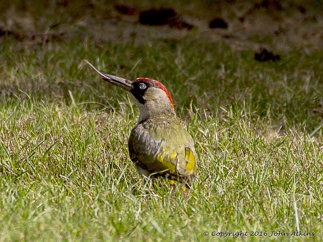 Green Woodpecker with its tongue out 29/08/16