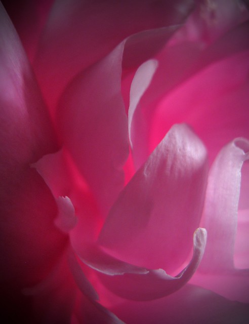 Peony Abstracted