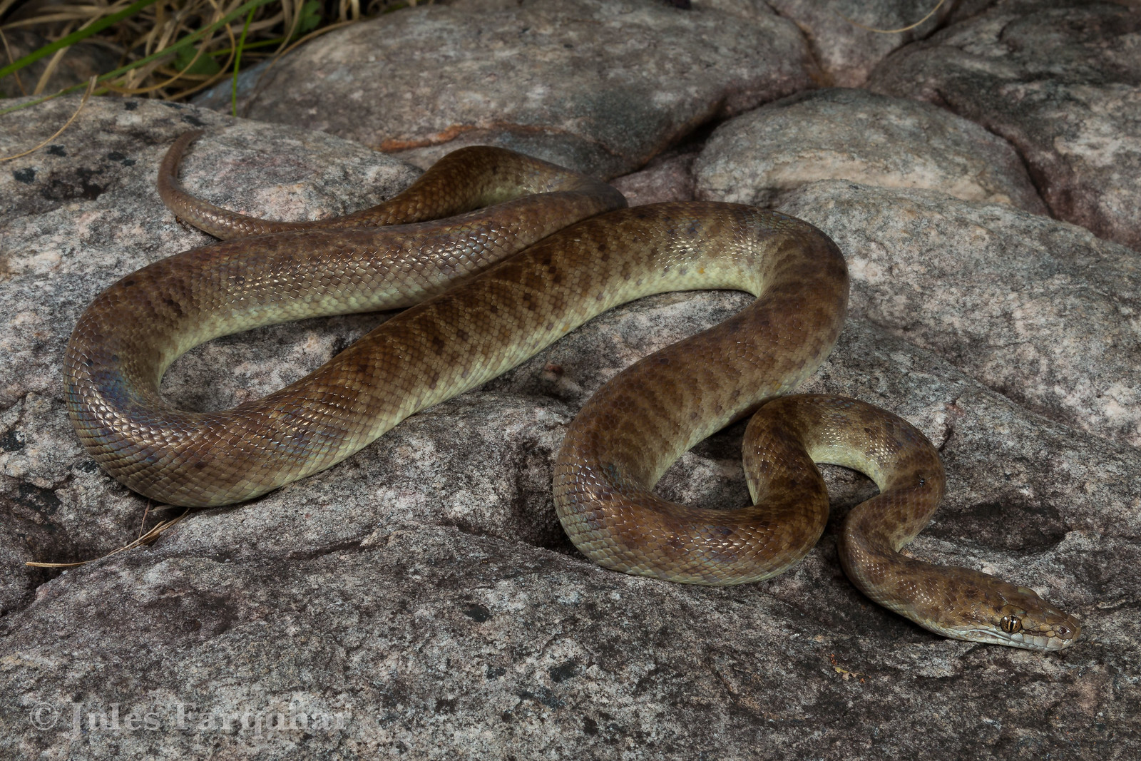 Pythons (Pythonidae) | Flickr