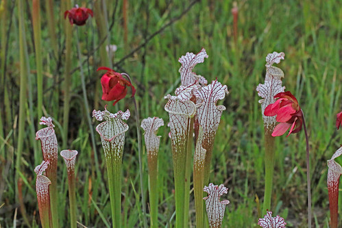 CAC022154a, flower la wildflower carnivore pitcherplant carnivorousplant sarracenia 2015 sarracenialeucophylla sarraceniaceae ericales asterids whitetoppedpitcherplant splinterhillbog baldwinco