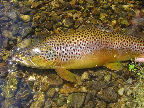 Spotted fish in a shallow stream
