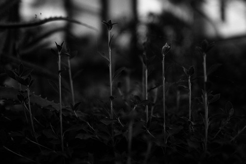 20160819_20_SIGMA sd Quattro + 24mm F1.4 DG HSM A015 First shot ( Monochrome ) | by foxfoto_archives