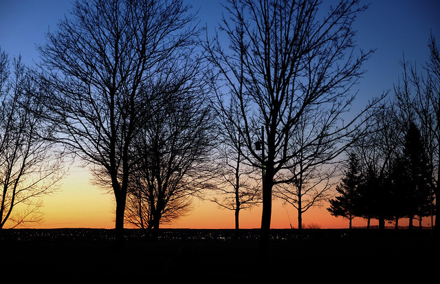 sunset trees 04182015 (5)