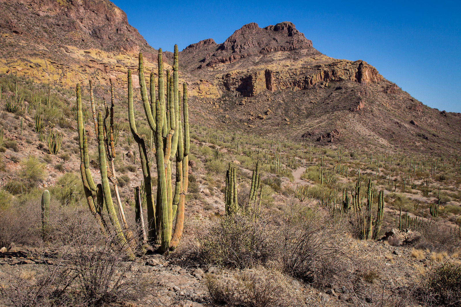 A stand of cactus and creosote bush growing on the hillside of a mountain