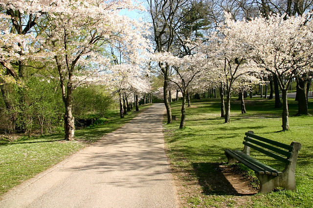 Toronto: High Park cherry blossoms