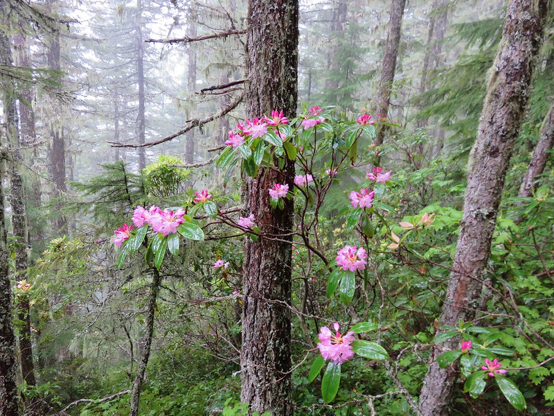 Rhododendron in the Salmon-Huckleberry Wilderness