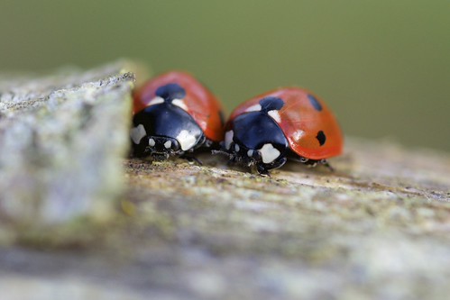 Ladybird, Coccinella septempunctata | by Ian Mc Farlane