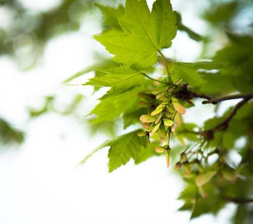 Maple seeds | by david_law44