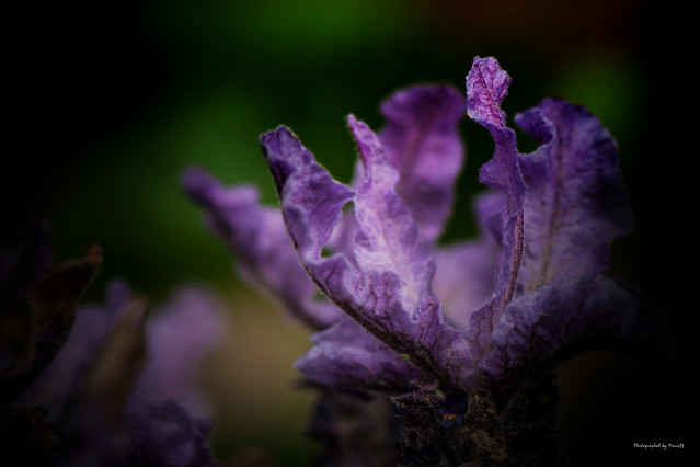 Mein Garten - Lilablau - Lavendel