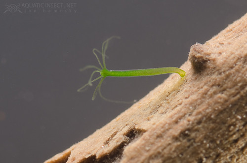 Freshwater hydra (Hydra viridis) attached to a piece of submerged wood