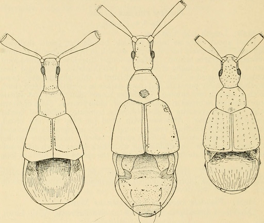 Image from page 75 of 