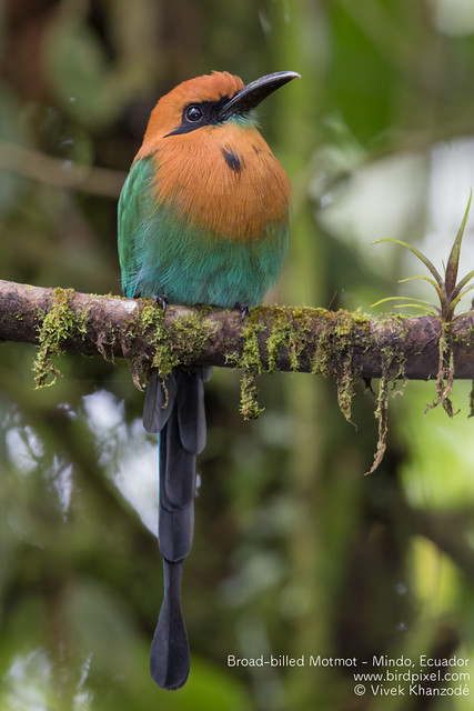 Broad-billed Motmot - Mindo, Ecuador