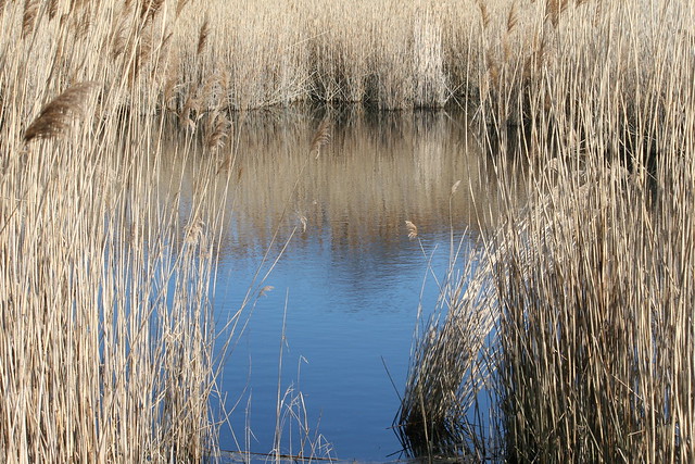 Freshwater Pond