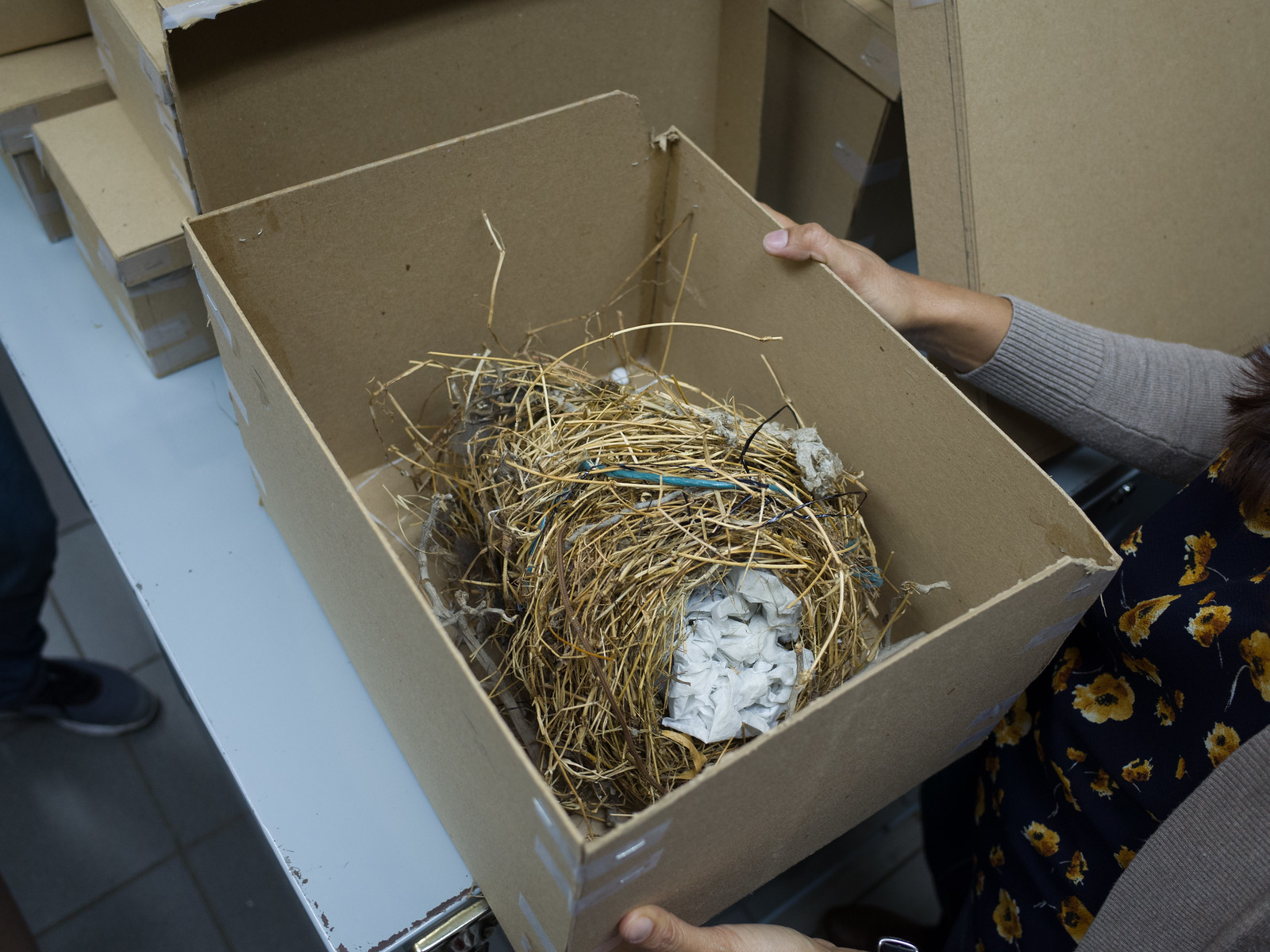 A nest and natural materials examined during the workshop