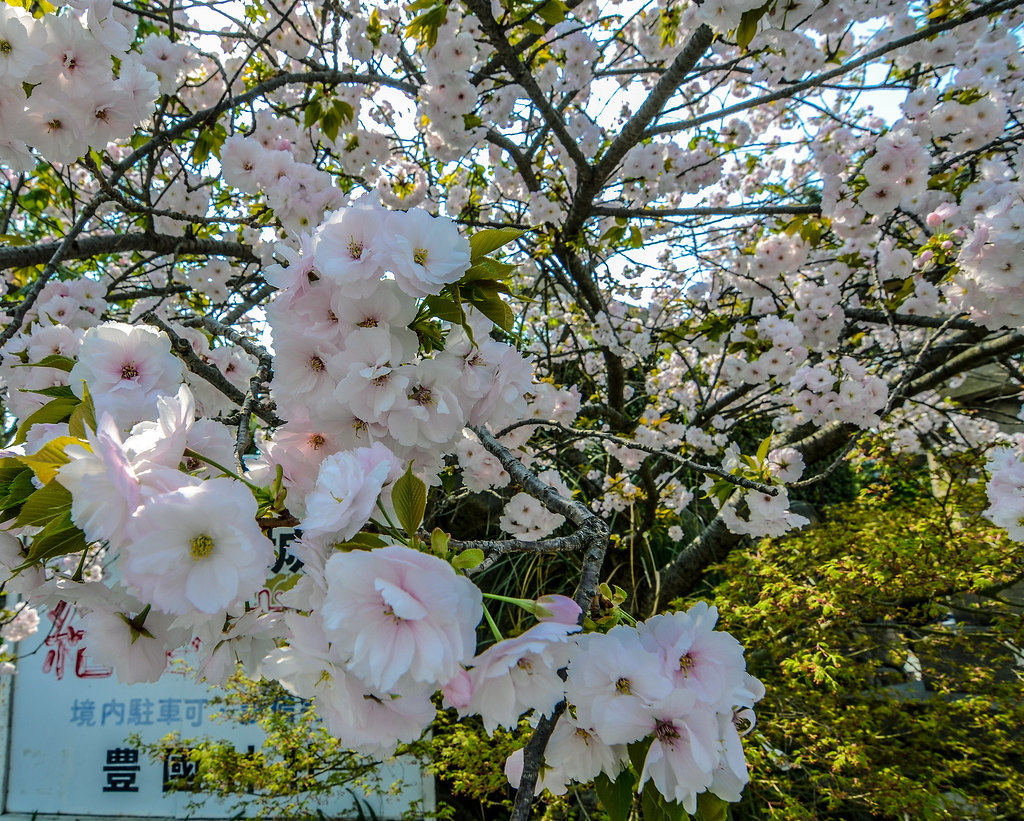 Cherry blossoms Osaka