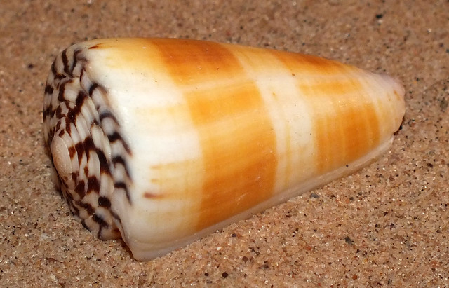 Planorbis cone snail (Conus (Vituliconus) planorbis)