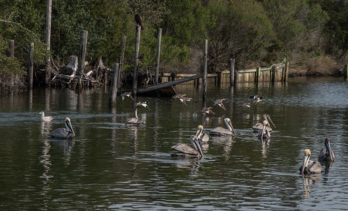 roadtrip unitedstates usa northcarolina pelicans birds bird us12 duck ducks