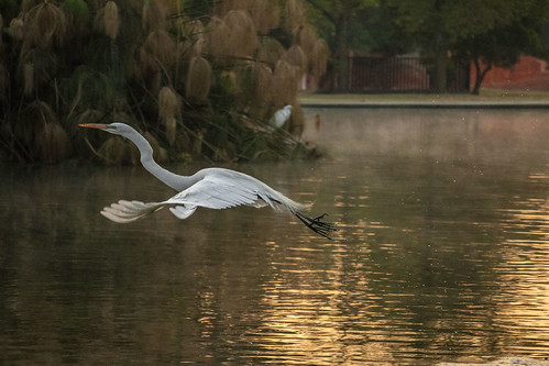 crane white bird animal lake forest chapultec park sunrise dawn wings mexico city flying