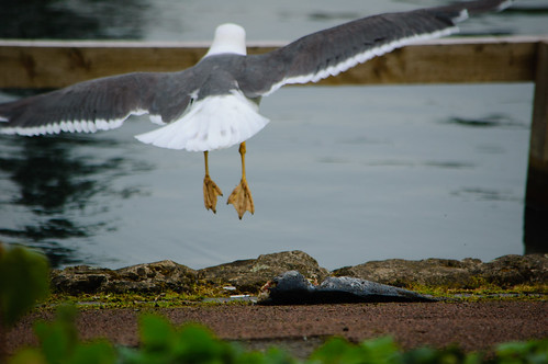 Gull eating dead carp, West Park