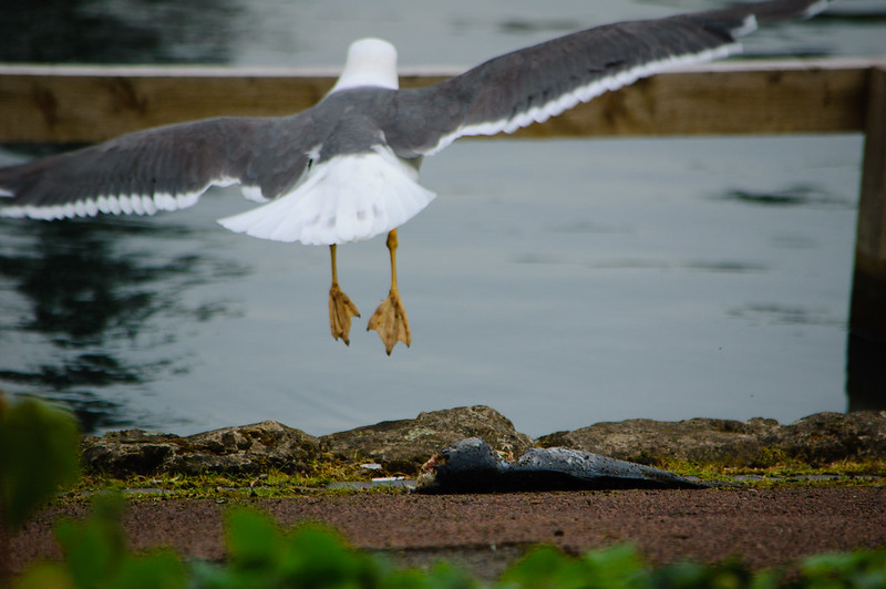 Gull eating dead carp, West Park